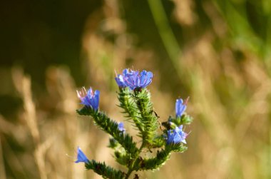 Bulanık arkaplanda çiçek açan yabani otların fotoğrafı