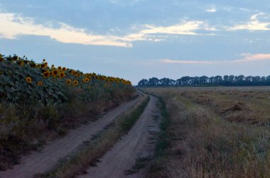Rural road among the fields in the evening. Ukraine.