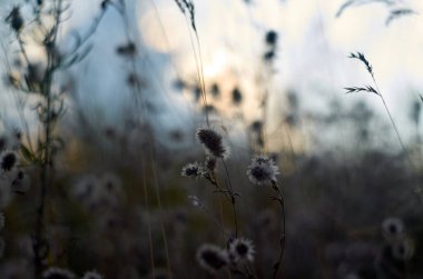 Sahada günbatımının fotoğrafı. Doğal arkaplan.