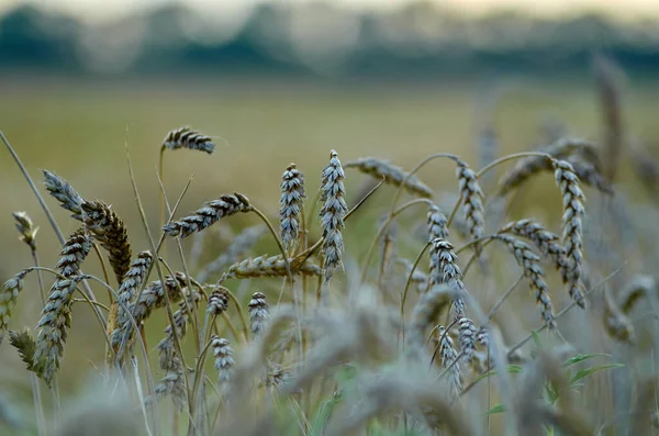 Остров Несобранной Пшеницы Поле Августе — стоковое фото