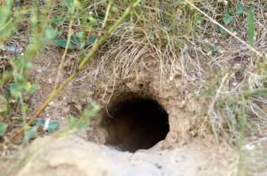 Mağara ocağında kuş deliği. Yaklaş.