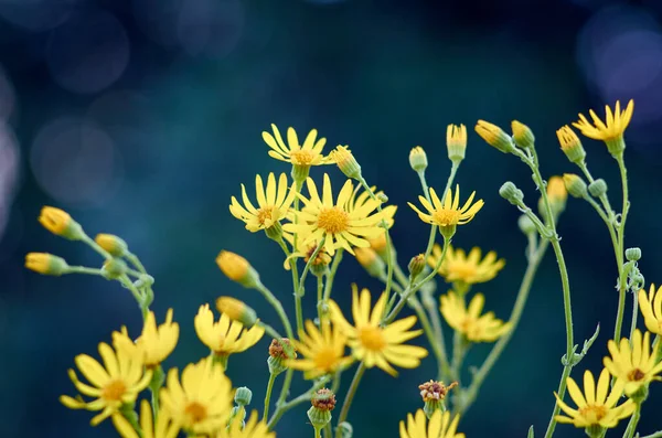 Marguerites Jaunes Sauvages Sur Fond Flou Août — Photo