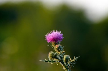 Bulanık arka planda devedikeni çiçeği fotoğrafı. Ağustos