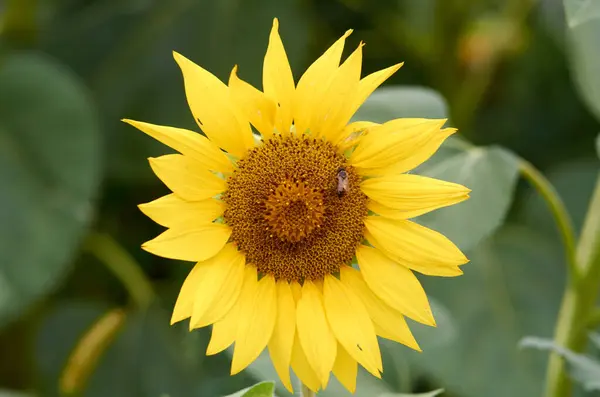 Une Abeille Assise Sur Tournesol Contexte Naturel — Photo