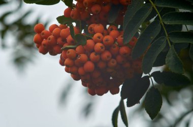Dağ külleri ağustos ayında bir dalda olgunlaşır.