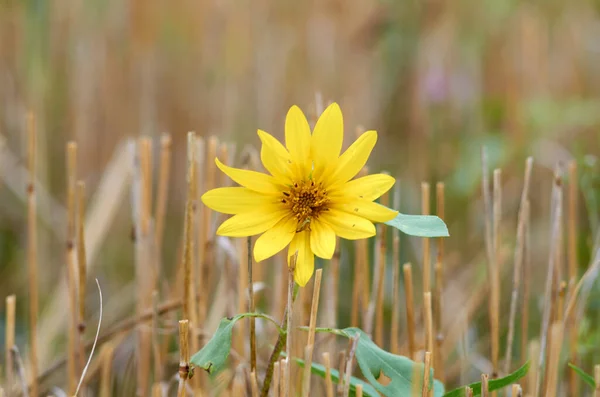 Petit Tournesol Pousse Parmi Chaume Blé — Photo