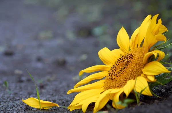 Tête de tournesol posée sur la route sale — Photo