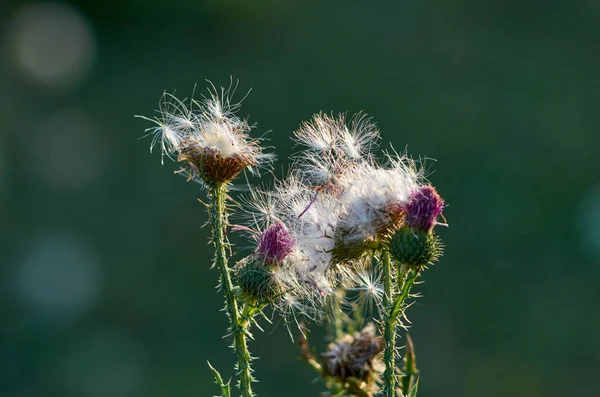 Thistle Flowers Fluff Blurred Background August — Stock Photo, Image