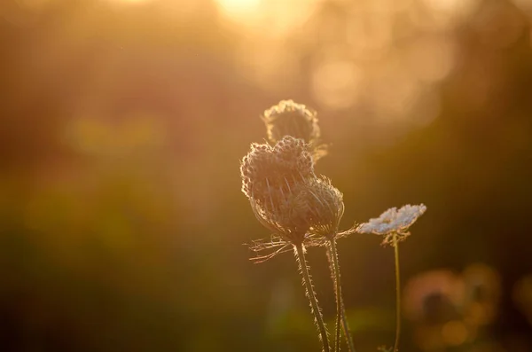 Wild Plants Setting Sun August — Stock Photo, Image