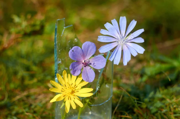 Photo Fleurs Sauvages Dans Une Bouteille Verre Cassé Contexte Naturel — Photo