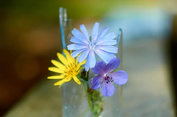 Petit Bouquet Fleurs Sauvages Sur Fond Flou — Photo