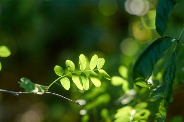 Güneş ışığı altında küçük akasya yaprakları. Yaklaş.