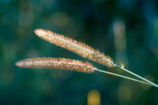 Setaria Viridis Wild Gras Wazig Achtergrond — Stockfoto