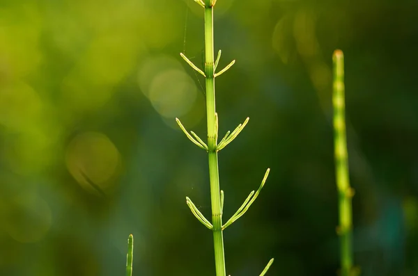 Paardenstaart Groen Gras Zonlicht Sluiten — Stockfoto