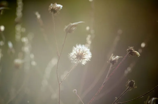 Herbe Sauvage Avec Bourgeon Duveteux Contexte Naturel — Photo