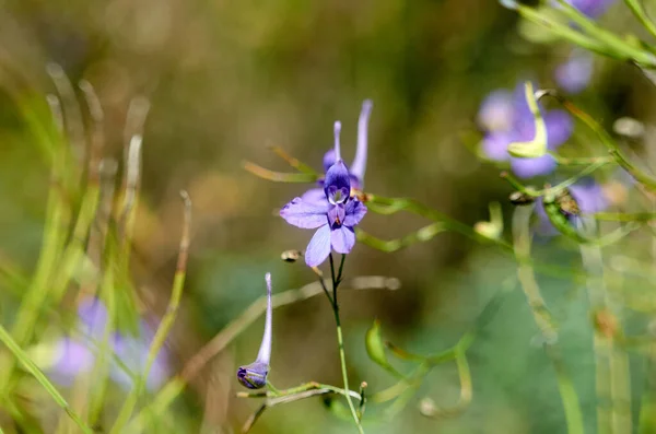 Larkspur fiore blu fioritura a settembre — Foto Stock