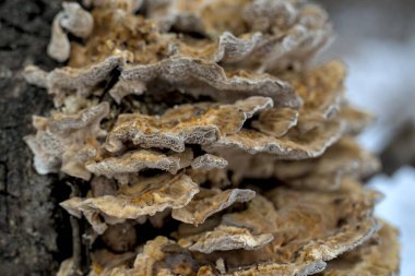 Türkiye kuyruk mantarı veya mantar Trametes versicolor