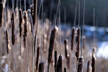 Kuru kamışlı fotoğraf, Typha Latifolia, aynı zamanda bulrush, reedspace, cattail veya corn dog grass olarak da bilinir, donmuş gölün kıyısında, kış zamanı