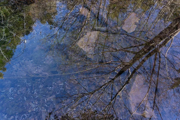 Отражение Леса Кристально Чистой Воде Озере — стоковое фото