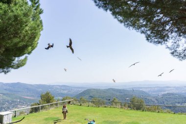 BARCELONA, İspanya - 28 Mart 2021: SANT FELIU DE CODINES kasabasındaki Yırtıcı Kuş CIM D 'ALIGUES' ta aynı anda uçan farklı türde kartalların görüntüsü