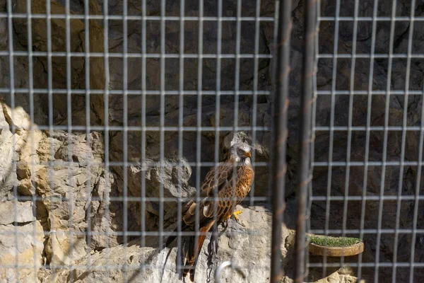 Veduta Aquilone Rosso Appollaiato Alcune Rocce Una Gabbia — Foto Stock