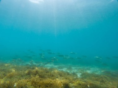 View of a school of fish at the bottom of the Mediterranean Sea on a beach on the Costa Brava