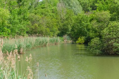 Su bitkileri ve sazlıkların manzarası