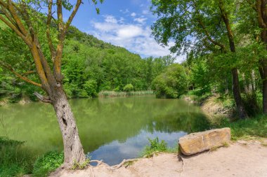 Landscape of the Moia swamp with the forest reflected in the water
