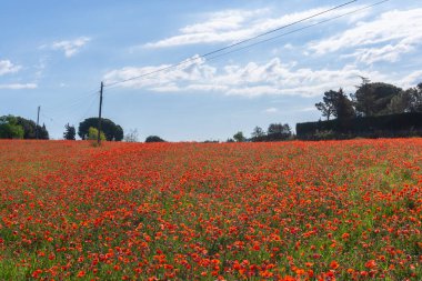 Bulutlu bir günde kırmızı haşhaş tarlasının manzarası