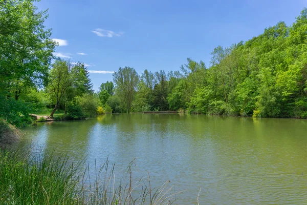 Moia Swamp Landscape Sunny Day — Fotografia de Stock