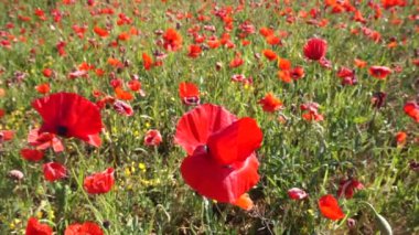 Doğadaki kırmızı gelincik çiçeğine yakın çekim