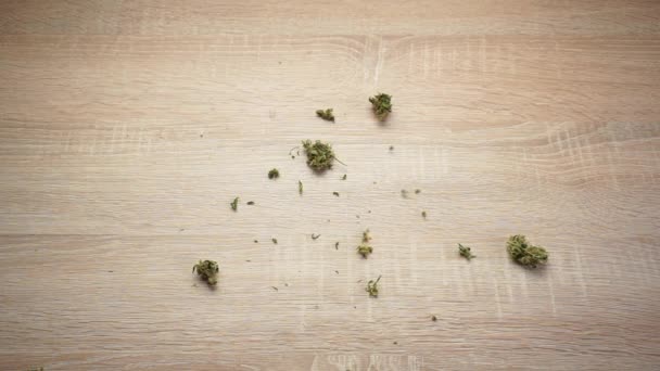 木製のテーブルの上に落ちる乾燥したcbd芽 — ストック動画