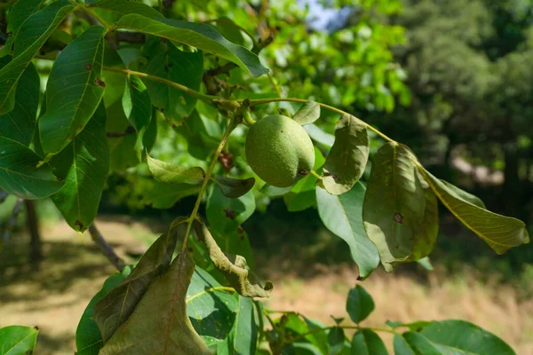 Primer Plano Una Nuez Árbol — Foto de Stock