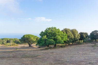 Akdeniz 'in önündeki ormanda yüz yıllık incir ağacının görüntüsü.