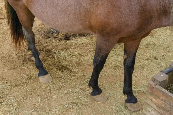 Mittlere Aufnahme Der Beine Und Des Bodens Eines Pferdes — Stockfoto