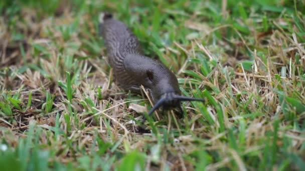 Close Black Ground Slug Grass Moving Antennae Its Head — Stock Video