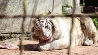Beyaz kaplan başka bir Bengal kaplanıyla kafeste etle besleniyor.