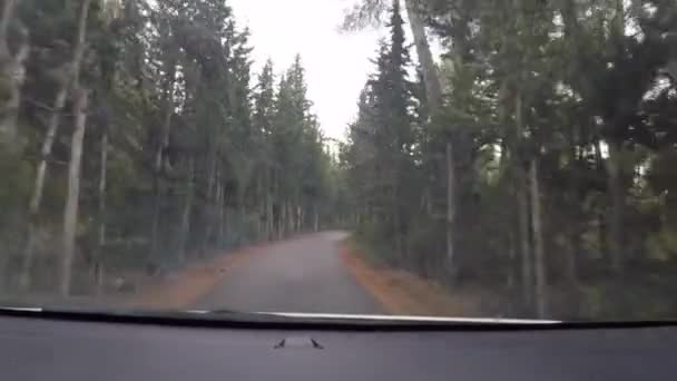 Záběry Kamery Jedoucí Úzké Cestě Mezi Borovicemi — Stock video