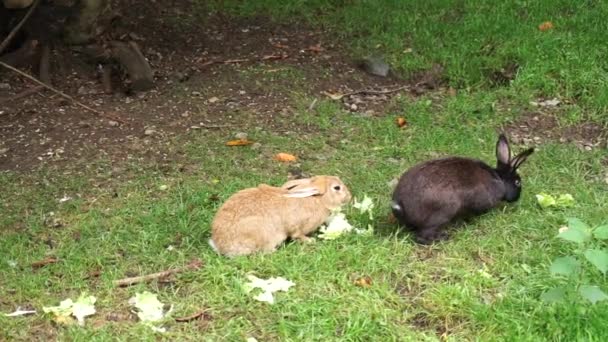 緑の牧草地で野菜を食べるオレンジウサギ — ストック動画