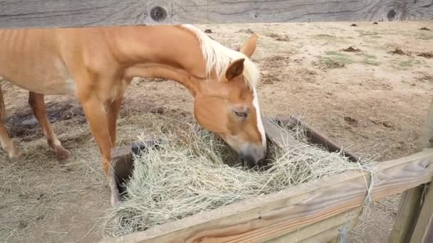 Коричневая Лошадь Светлыми Волосами Ест Сено Конюшне — стоковое видео