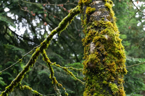 Close Tree Trunk Green Moss Forest — Stock Photo, Image