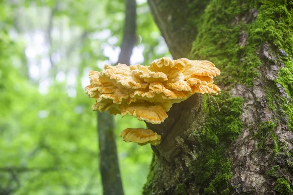 Sulfur-yellow fungus Laetiporus Sulphureus on tree trunk — Stock Photo, Image