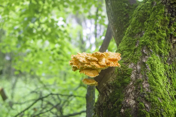 Sulfur-yellow fungus Laetiporus Sulphureus on tree trunk — Stock Photo, Image