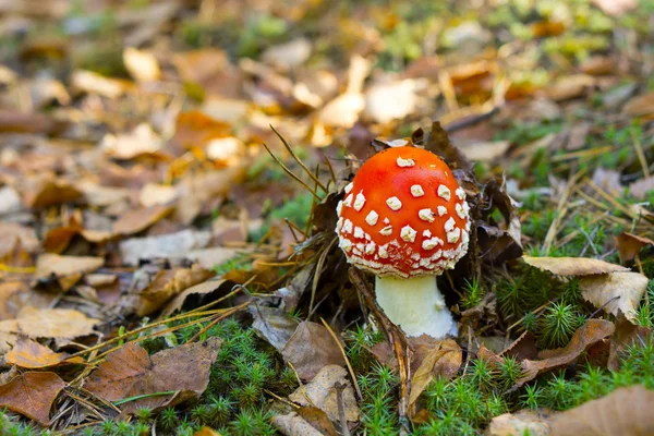 Small toadstool — Stock Photo, Image