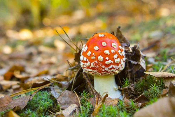 Closeup of small toadstool — Stock Photo, Image