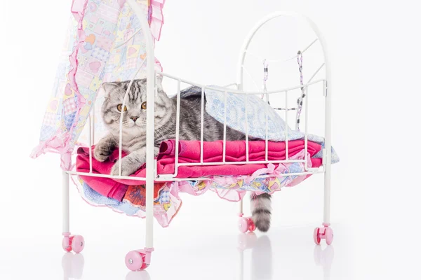 Kot pozowanie w łóżku lalka — Zdjęcie stockowe