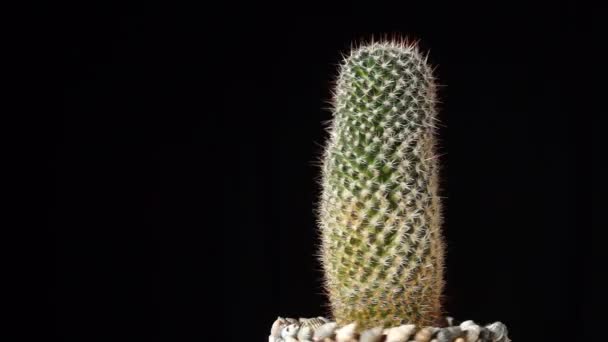 Fekete alapon kaktusz, varrat nélküli hurkú felvételek