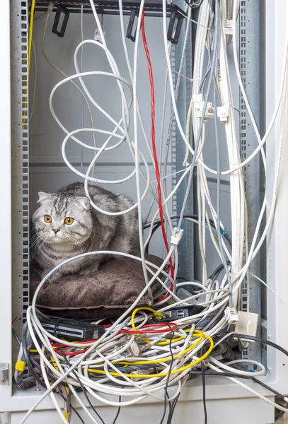 ネットワーク キャビネットの中の猫 ストック写真