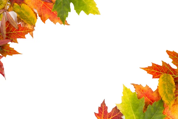 Background frame isolated colorful autumn leaves wedding party i — Stock Photo, Image