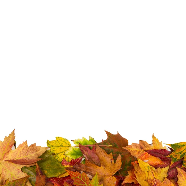 Tło ramki na białym tle kolorowych liści jesienią ślub partii i — Zdjęcie stockowe